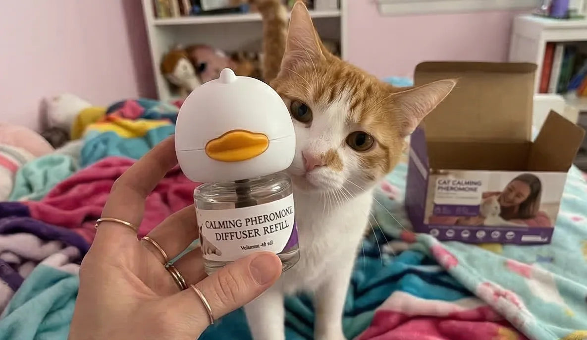 Customer holding AromaPaw diffuser with curious orange and white cat